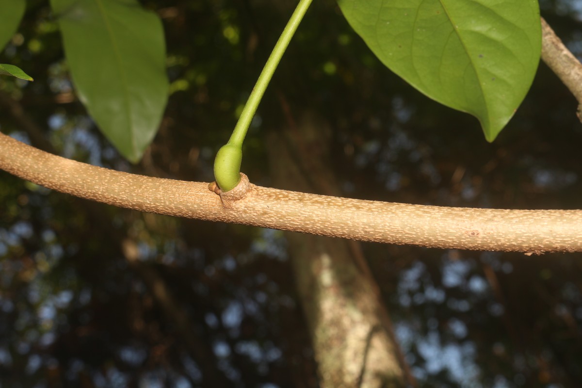 Aganope heptaphylla (L.) Polhill